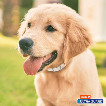 Hartz Ultraguard Flea & Tick Collars for Puppies, 1 Ea